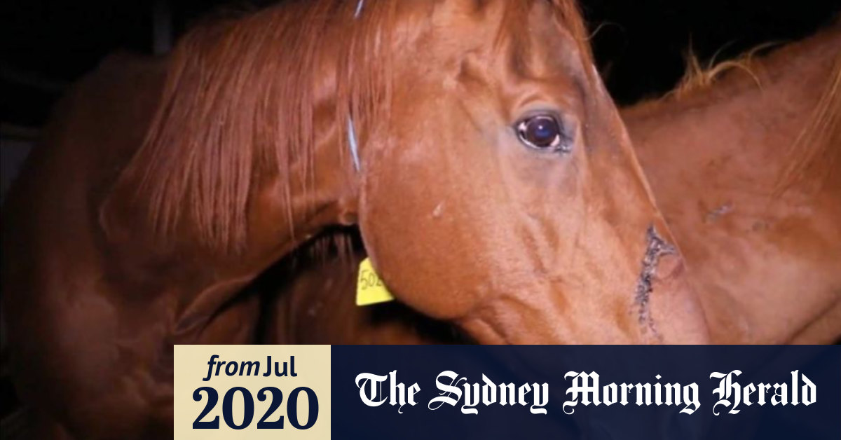 Animal cruelty charges laid over Queensland retired racehorse slaughter